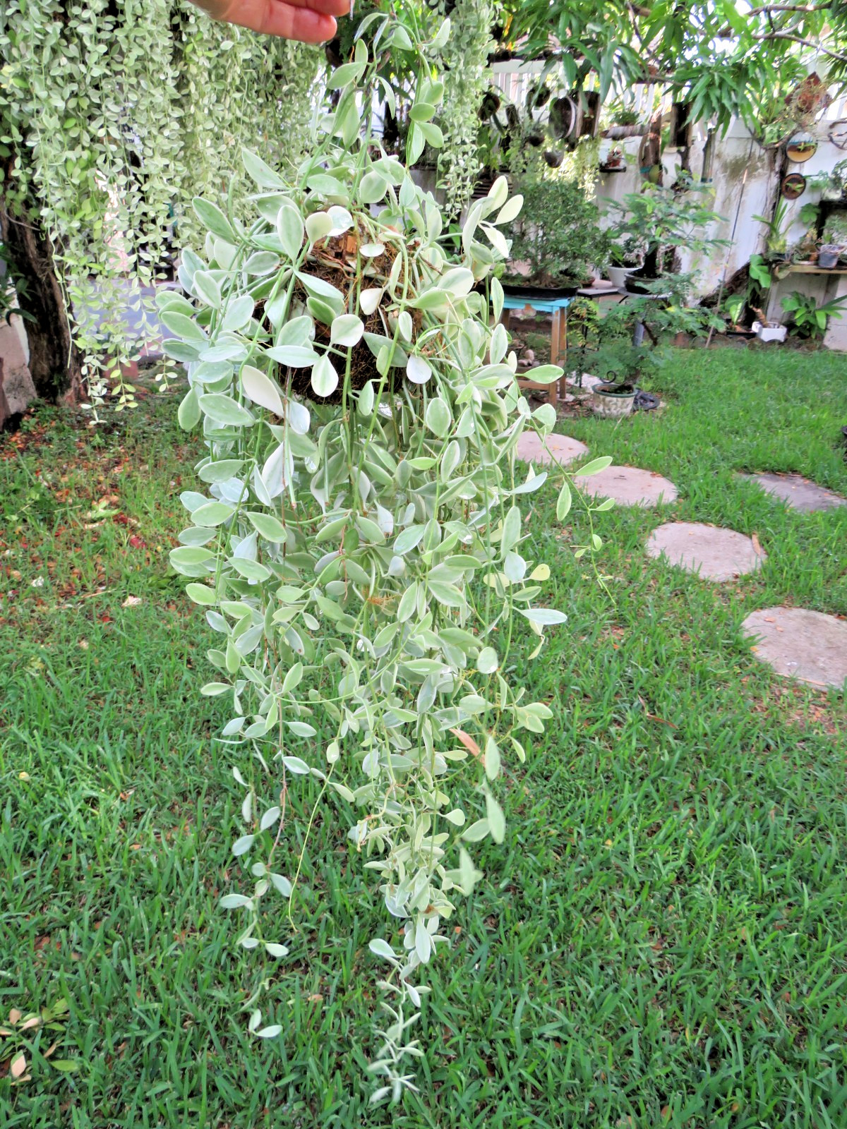Dischidia oiantha, Live Variegated Topical Vine indoors in natural Coconut Shell