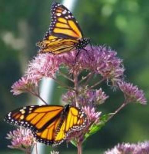 Common Milkweed – Asclepias syriaca