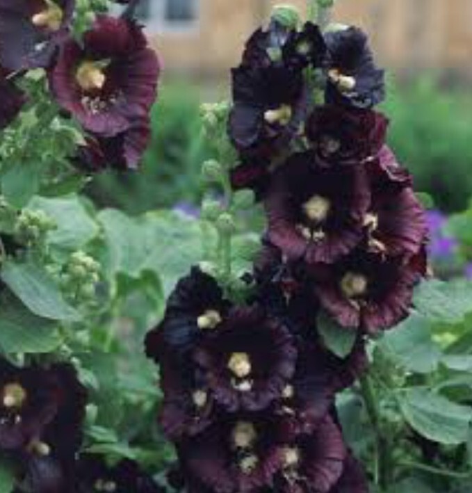 40 Hollyhock Nigra seeds