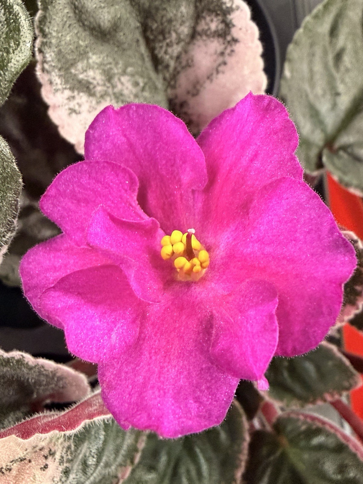 African Violet Plant Ma’s Jamaica Farewell Starter Plant Standard