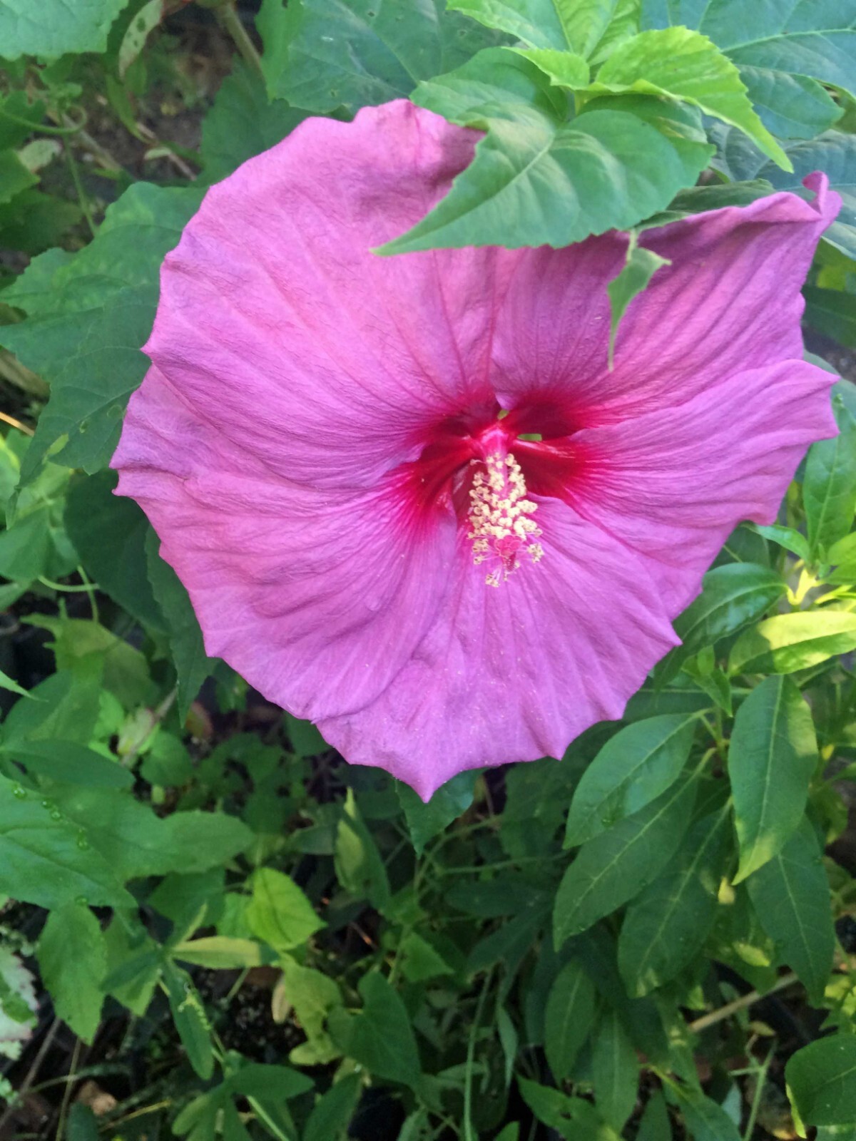 Hibiscus moscheutos | Pink Elephant | 10 Seeds