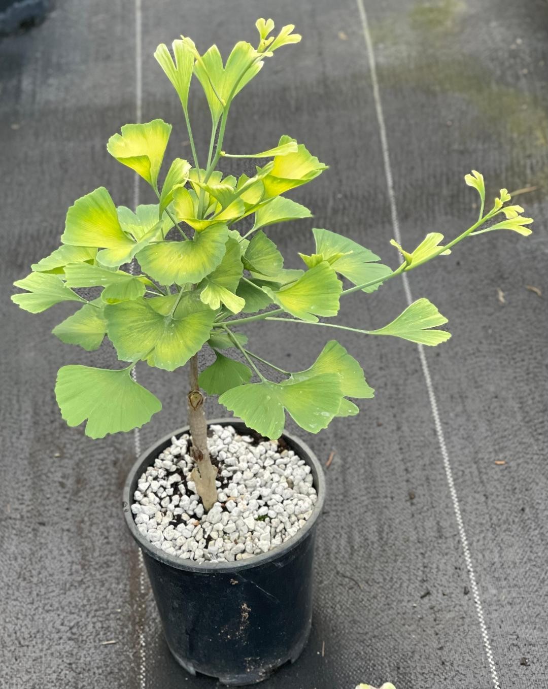Ginkgo biloba ‘Snow Cloud’ (Snow Cloud Maidenhair Tree), one gallon
