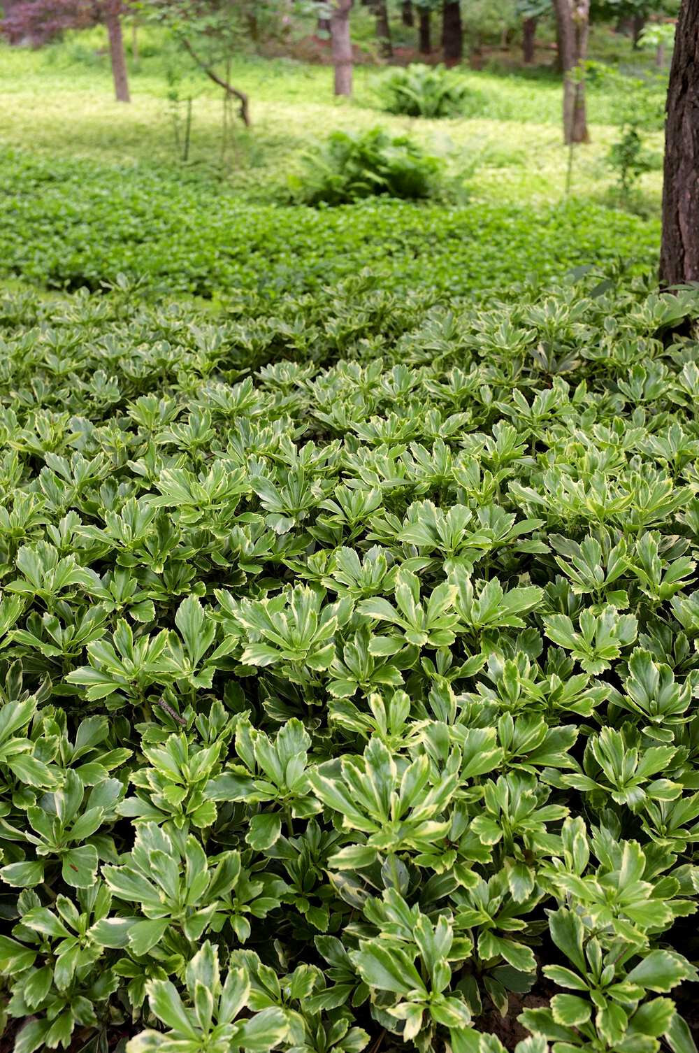 Pachysandra Variegated Silver Edge 25 Bare Root Plants