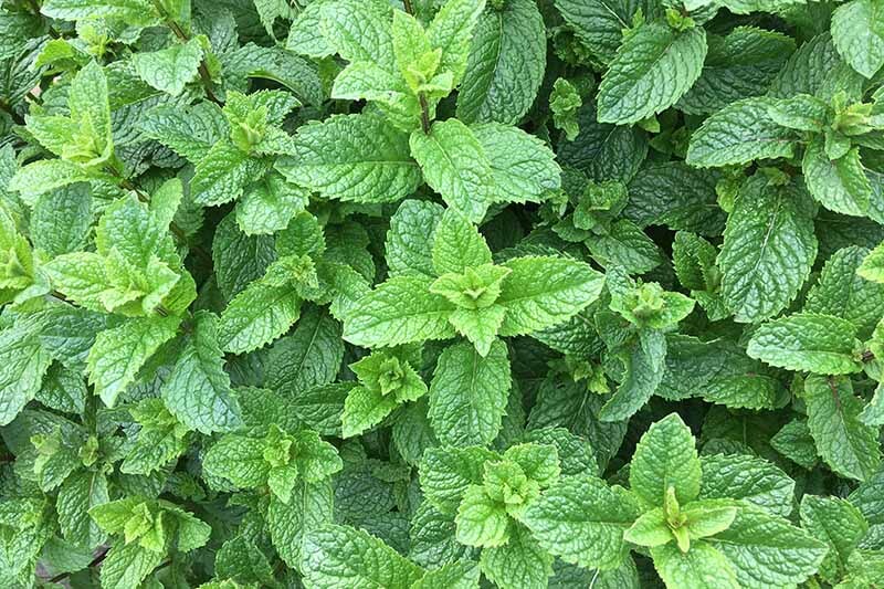 5 SPEARMiNT STARTER BARE ROOTS PERENNIALS 5 NICE SIZE ROOTS