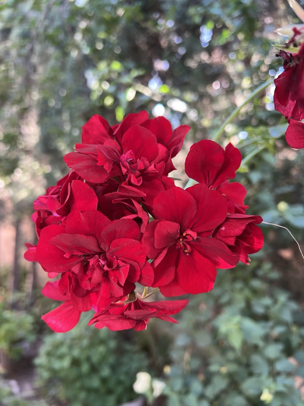 5 Cuttings True Red Ivy ‘Geranium’ Pelargonium 6″