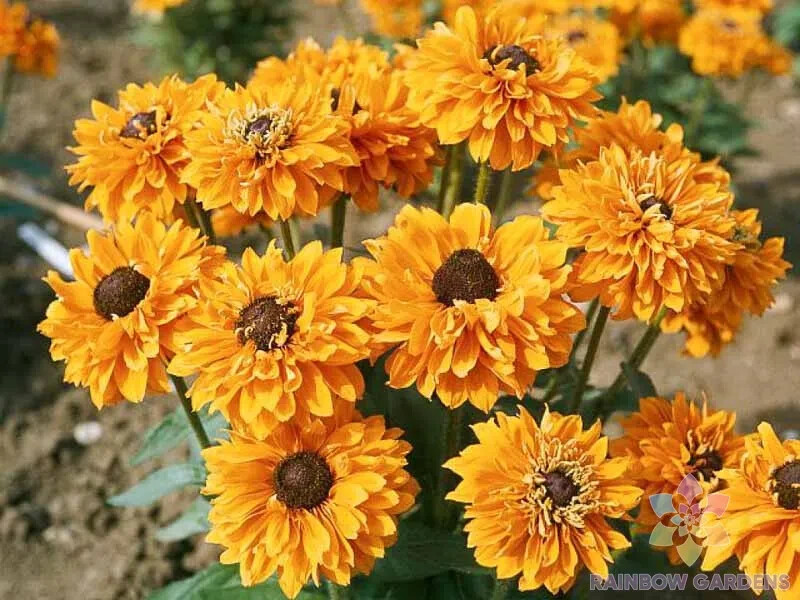 200+ Goldilocks Rudbeckia Seeds for Garden Planting – USA – FREE SHIPPING!