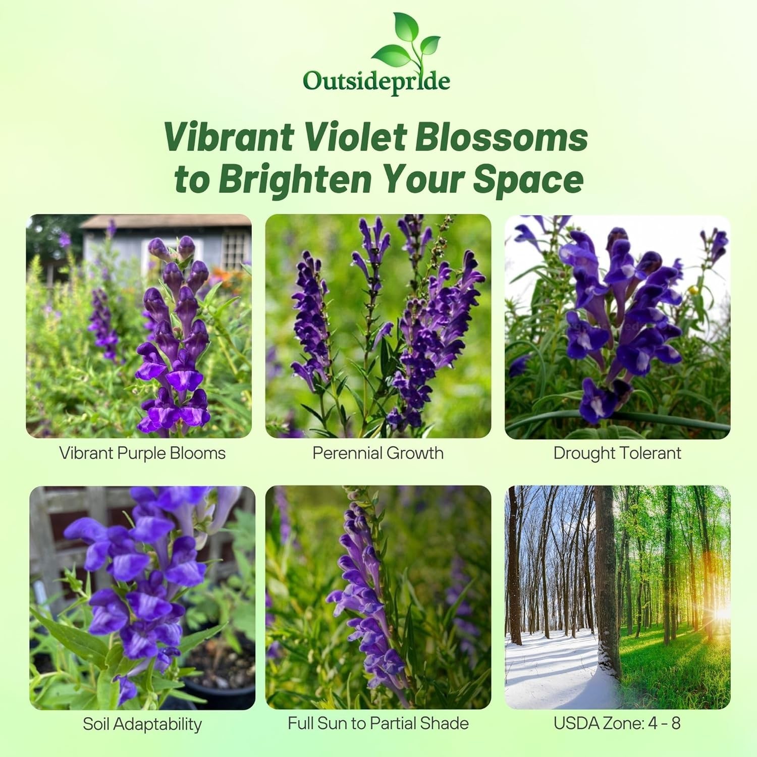 200 Seeds Skullcap Seeds – Baical Skullcap Herb Seed
