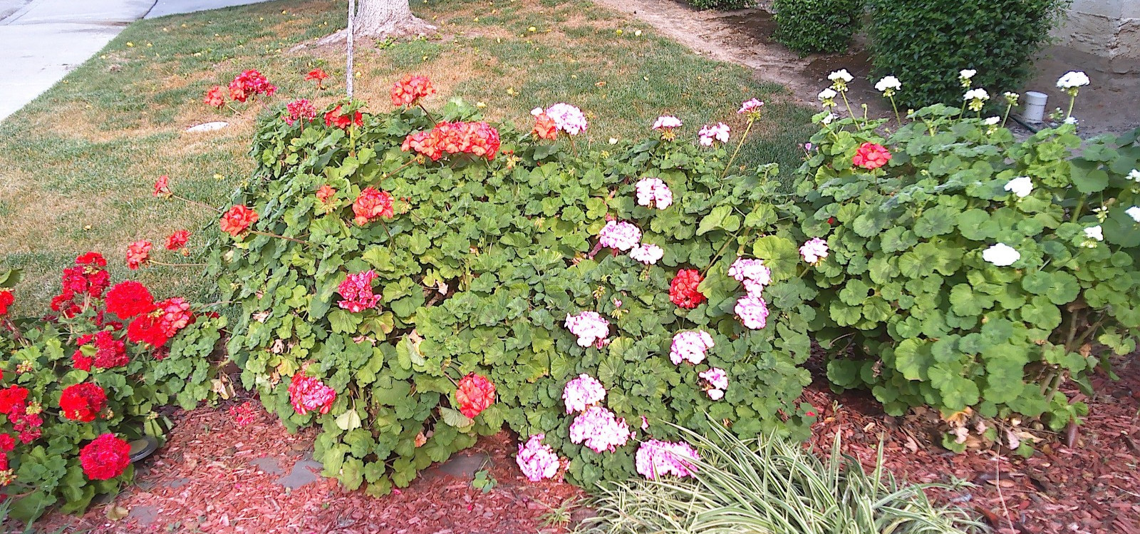 GERANIUM LIVE Plants 5″ Cuttings 2 each cuttings white, red, orange pink 8 total