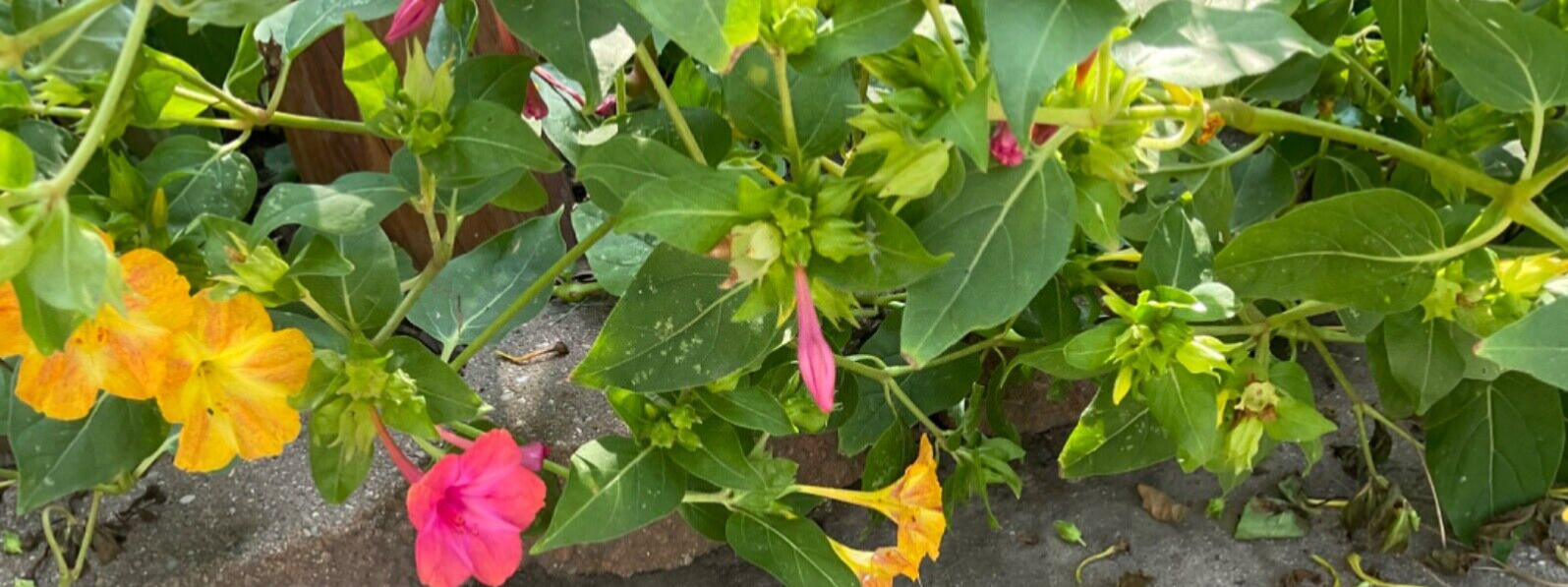 4 oclock seeds 50 Count* yellow with some red mixed in .