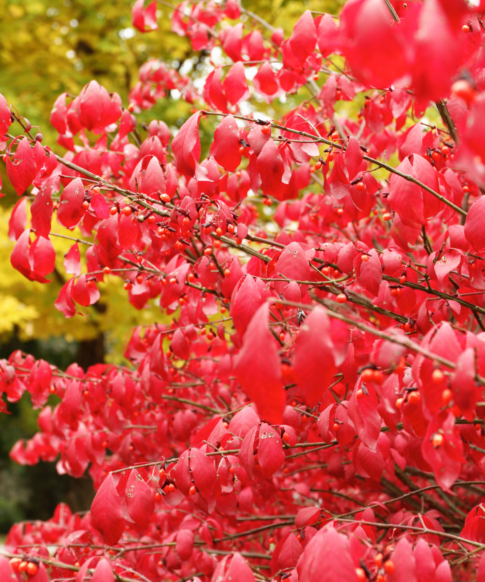 Burning Bush Fire Bush Euonymus alatus Live Plant Deer Resistant 2+ inches