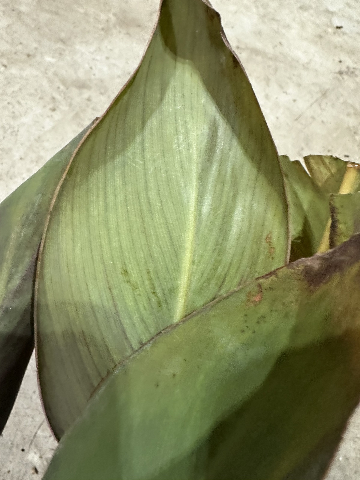 Canna Lily Orange WYOMING 3 Live Flower Plant Bulbs Purple Variegated Leaves