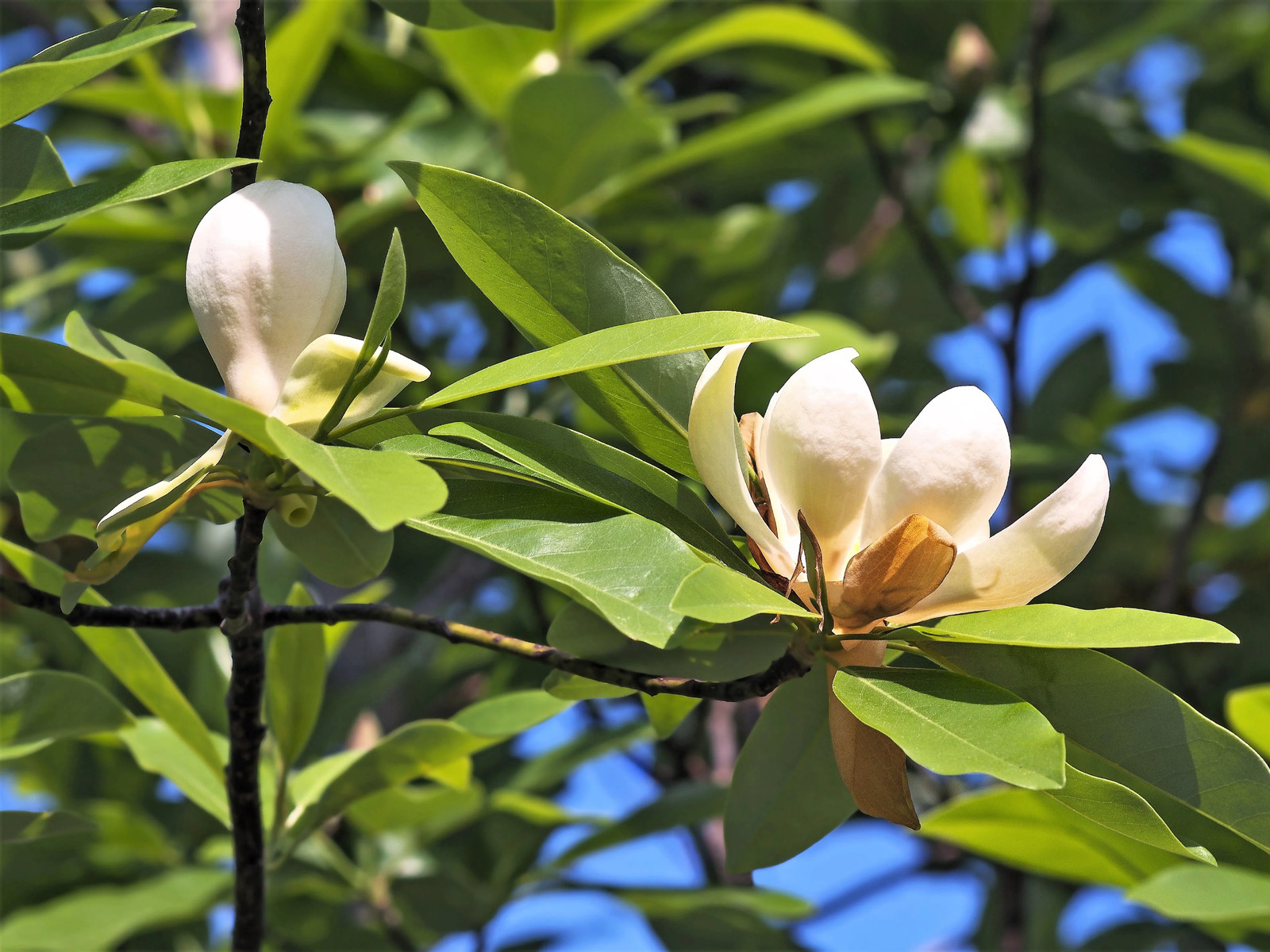 10 SWEETBAY MAGNOLIA Virginiana TREE Shrub Native Laurel White 3″ Flower Seeds
