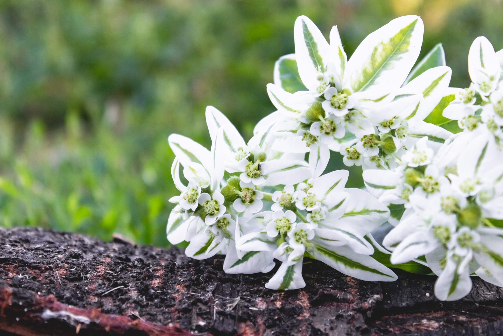 20 SNOW ON THE MOUNTAIN Euphorbia Marginata Flower Seeds *Flat S/H