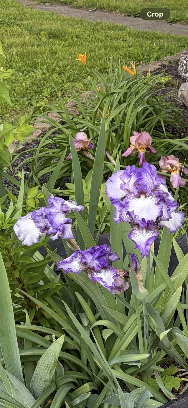 2 bearded Iris Rhizomes White/ Purple “Jesse’s Song” plicata coloration