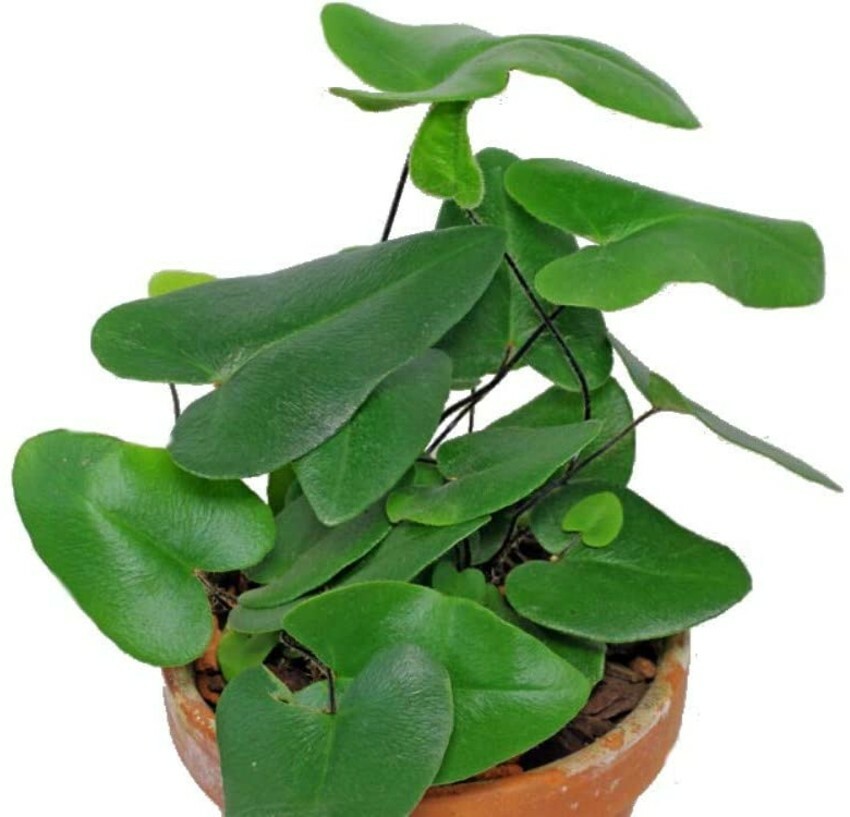 Hemionitis Arifolia Rare Floating Heart Fern Live Plant 2.5″ Pot Fern Houseplant