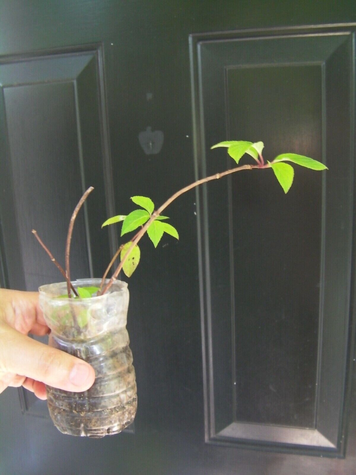 5 + 2 fresh unrooted cuttings of stunning Vanilla Strawberry Hydrangea bush tree