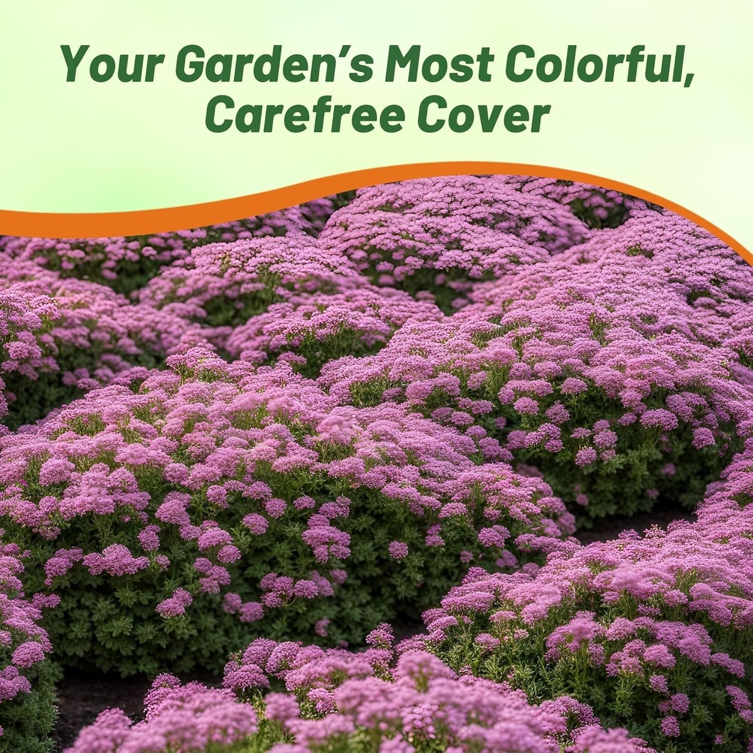 500 Pack of GMO-Free Magic Carpet Creeping Thyme Seeds for Vibrant Landscapes