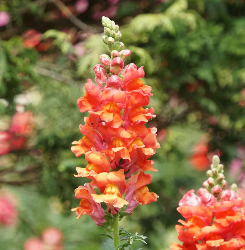 Snapdragon ORANGE WONDER Cut Flowers Attracts Hummingbirds Non-GMO 1000 Seeds