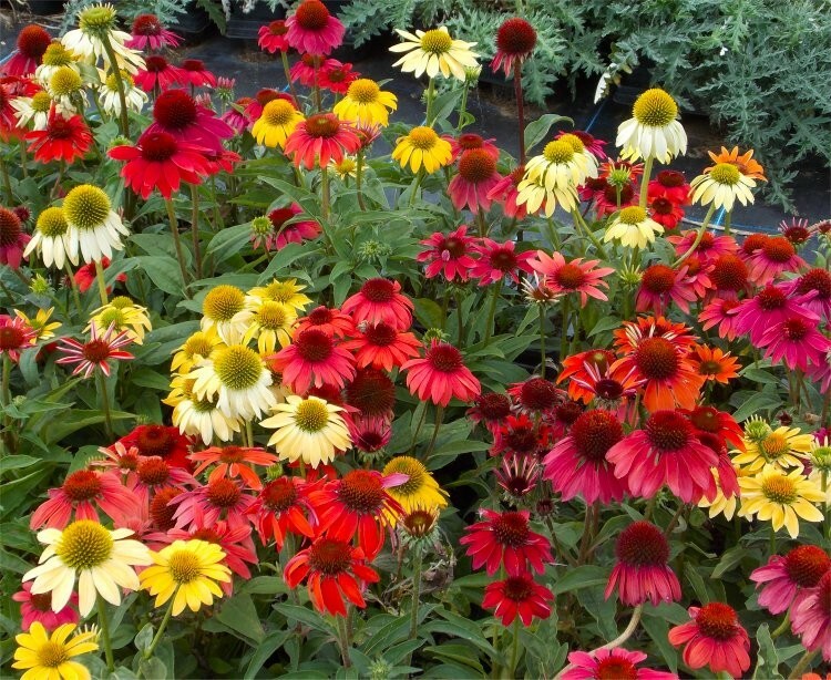 Cheyenne Spirit Coneflower Mix 50+ Fresh Seeds Yellow Red Orange ++ Echinacea