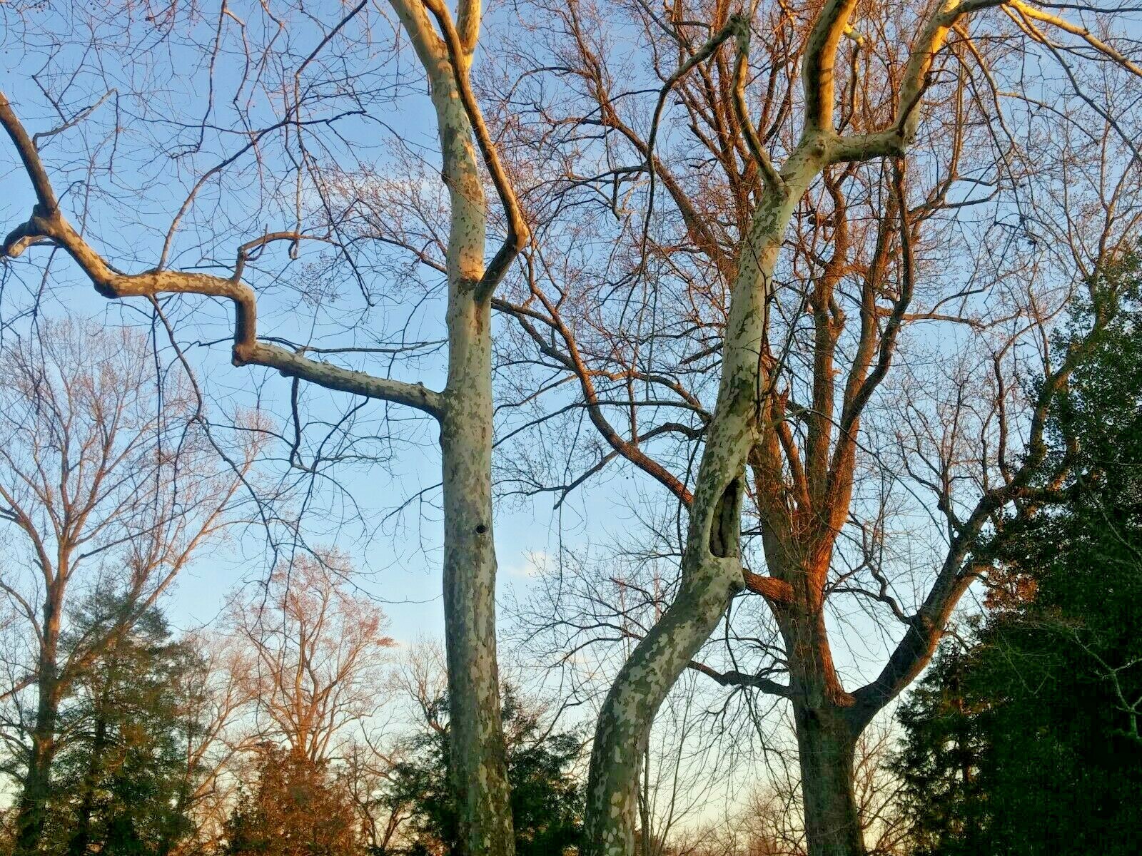 150 seeds of American Sycamore Platanus occidentalis Buttonwood tree