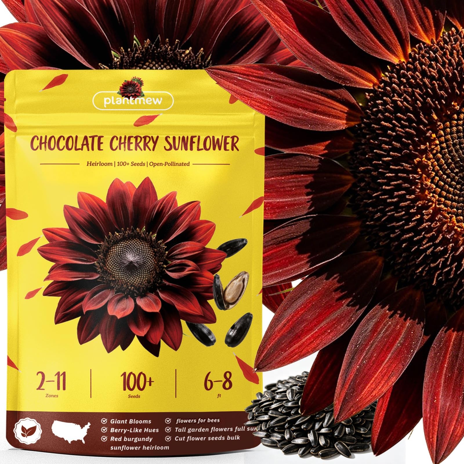 Chocolate Cherry Sunflower Seeds for Planting | Rare Burgundy Black Blooms, 6…