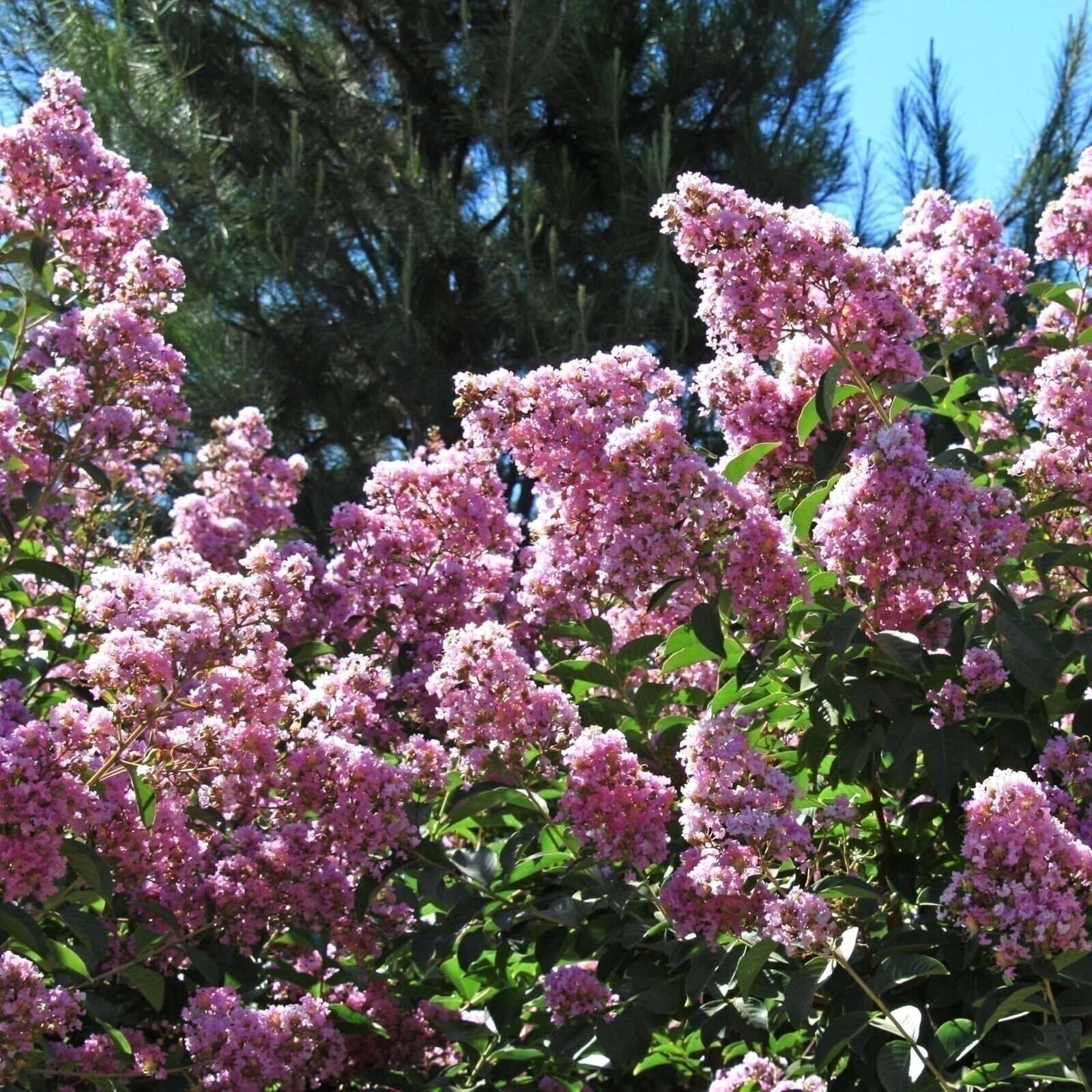 Crape Myrtle Muskogee | 3 Gallon | Lagerstroemia indica | Flowering Tree | Hardy