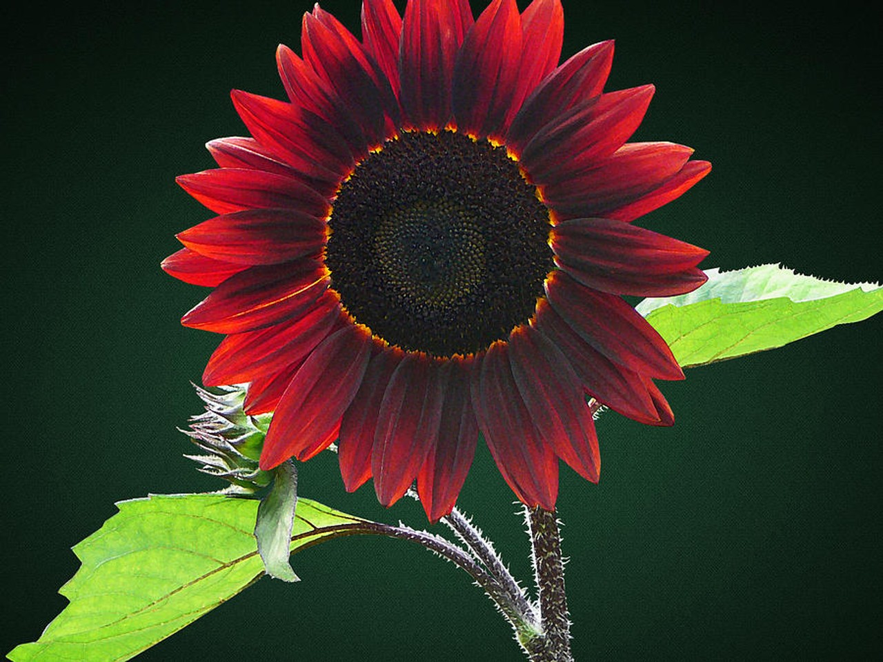 Chocolate Cherry Sunflower Seeds Helianthus annuus Free Shipping!