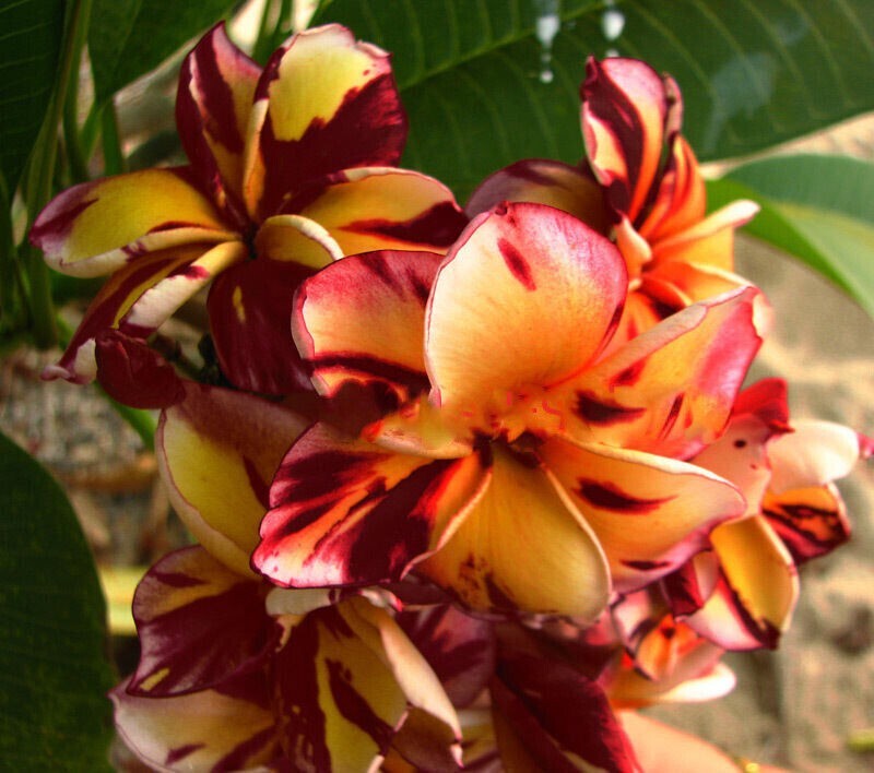 10 Dark Red Orange Plumeria Seeds Perennial Flowers Flower Frangipani US SELLER