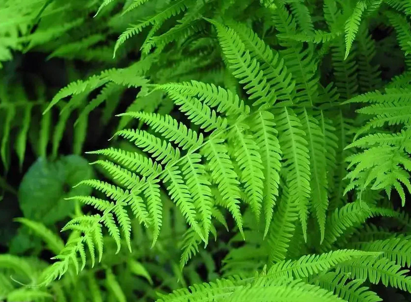 New York Fern Thelypteris Noveboracensis Bare Root Live Plant Outdoor Garden