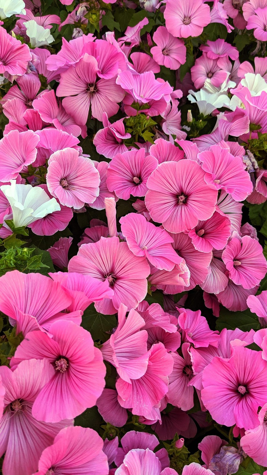 200 ROSE MALLOW (Bush Mallow) Hibiscus Lavatera Trimestris Flower Seeds