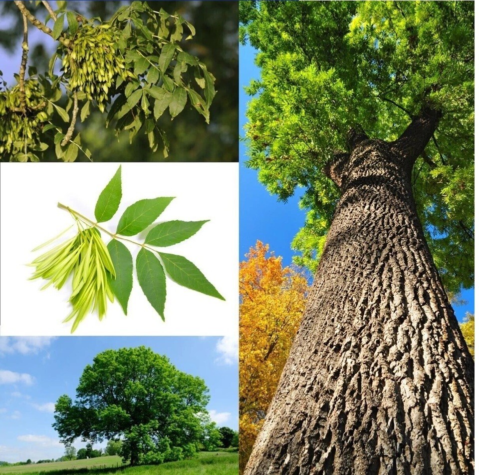 Live Ash Tree Well Rooted Plant 1-3 yo 8-40″+ Tall Native