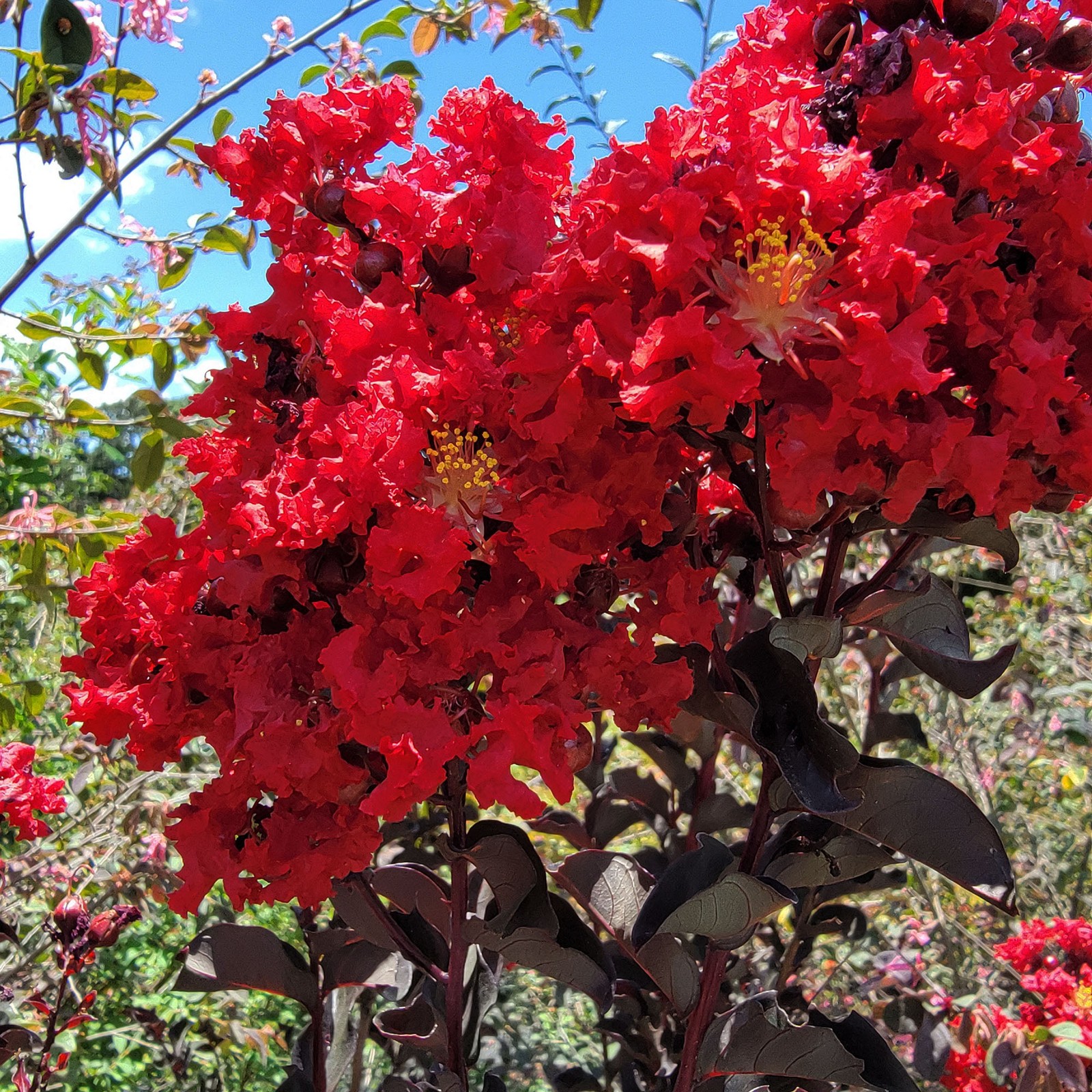 EBONY EMBERS Crepe Crape Myrtle Red Flowering Purple Black Foliage Tree Plant