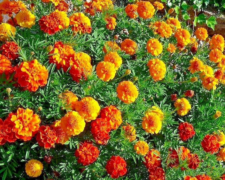 300+ FRENCH SPARKY Dwarf Marigold Mix~Orange, Yellow, Red Non-GMO Heirloom Seeds