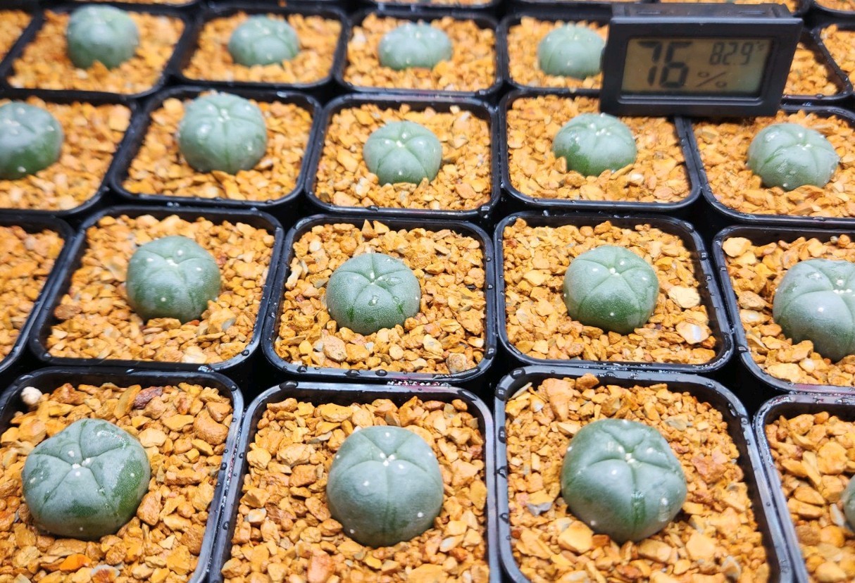Rare Spineless 5 Ribbed Astrophytum Button + Pot, Soil, Care Guide, and more!