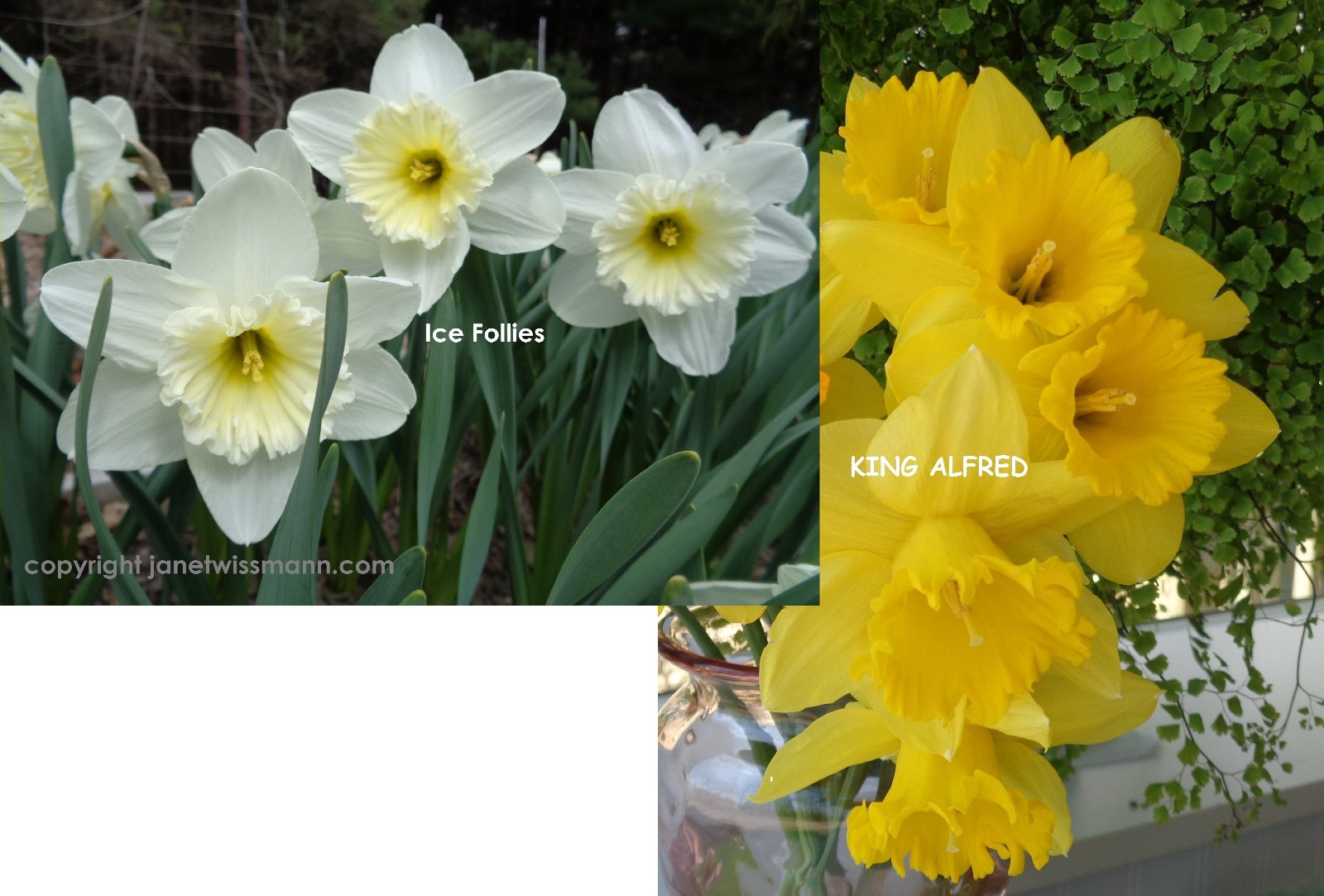 27 DAFFODIL BULBS 2 Kinds Yellow White Narcissus Jonquils FromMyGarden *PlsREAD