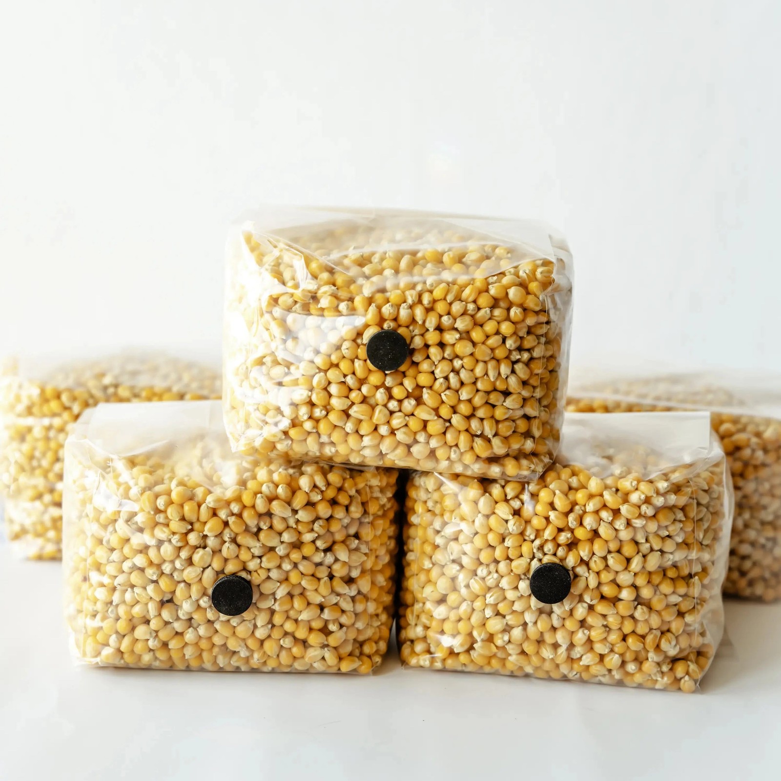 3 Pack | 3lb Drippy Corn Grain Spawn