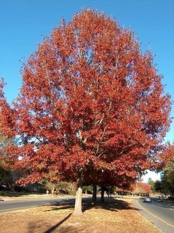 Shumard Oak | 2 Inch | Quercus shumardii | Low Maintenance | Hardy Plant