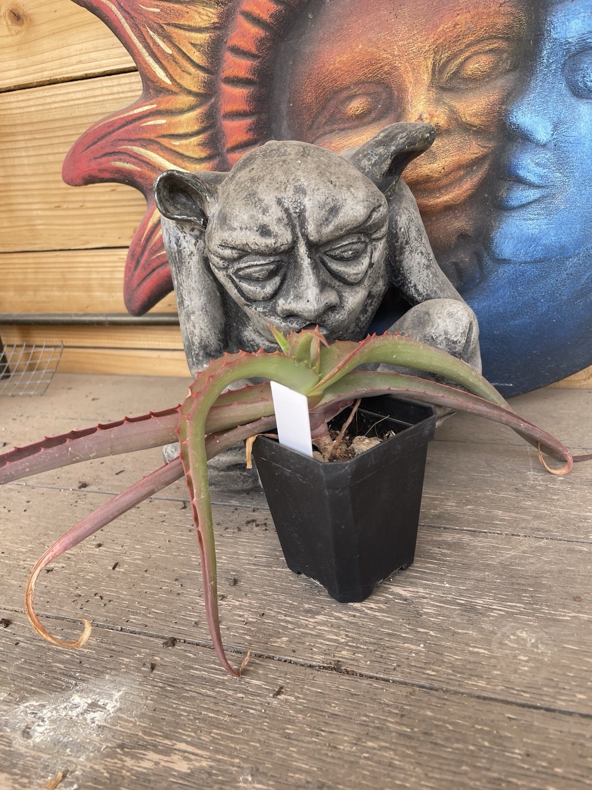 Aloe VANBALENII — rare OCTOPUS aloe seedling — SUPER NICE!!