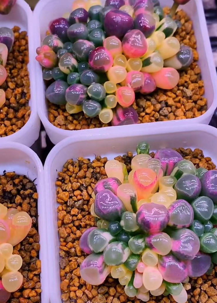 50 Lithops Seeds – Living Stone Succulent – Rare Colorful Varieties