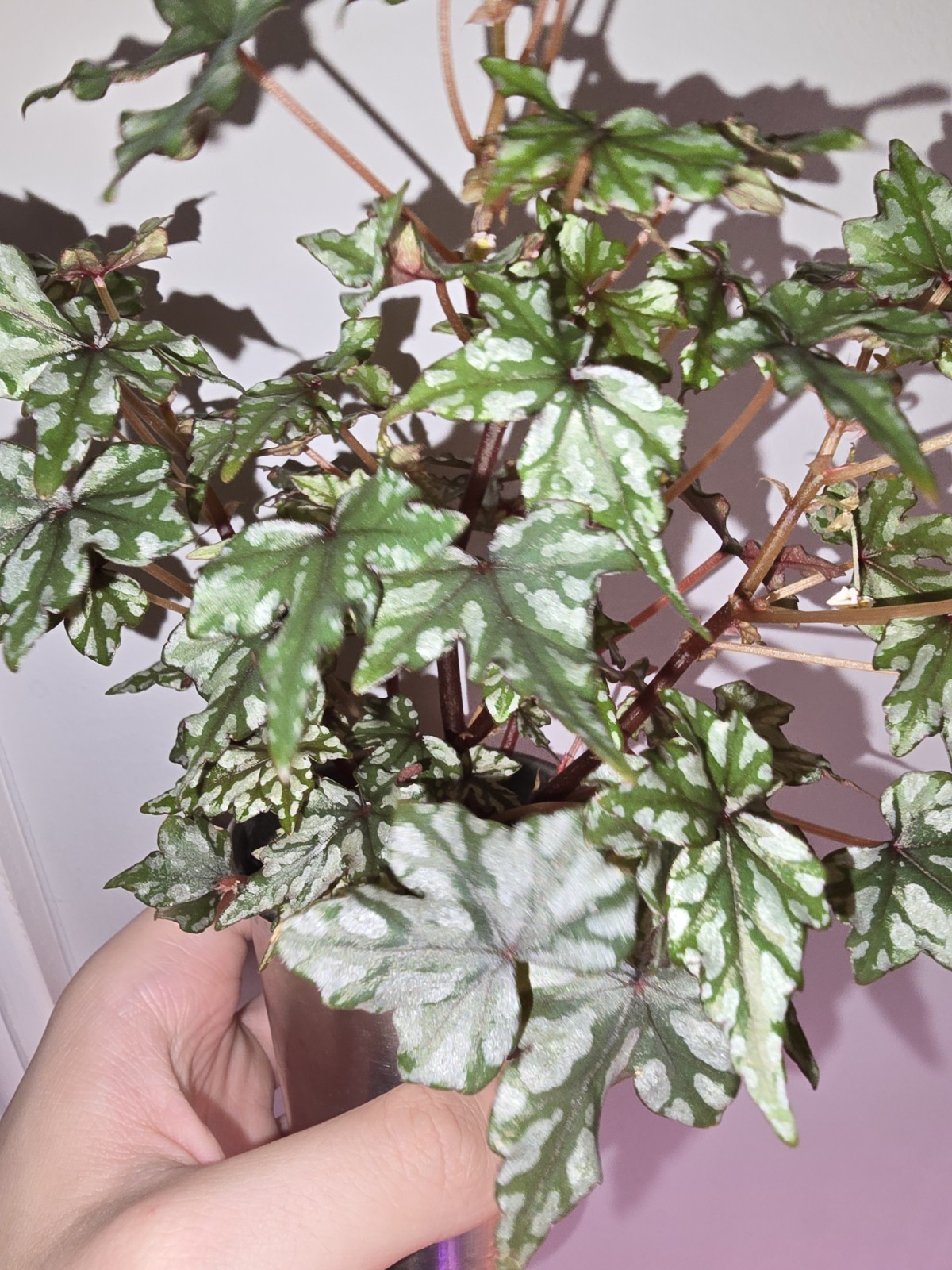 Begonia Dregei Glasgow Live Plant Exact Plant Seed Grown