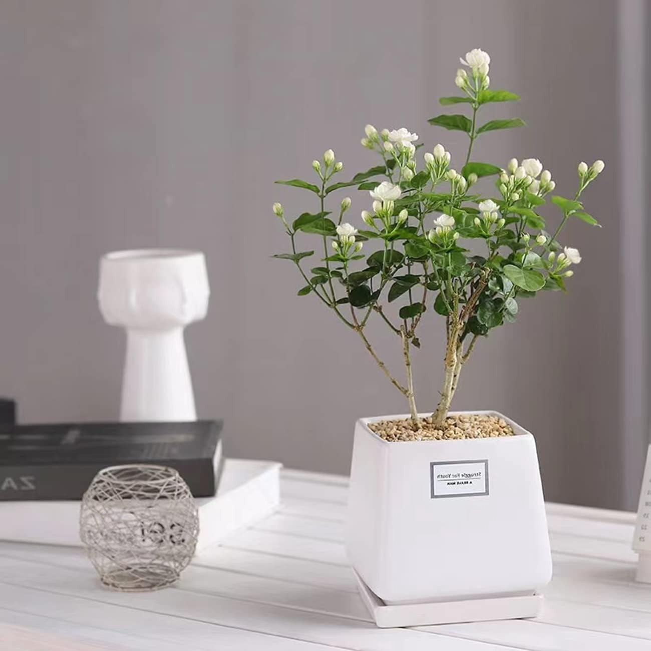Delightful 100+ Jasmine Flower Seeds – Fragrant and Easy to Grow Climbing Plants
