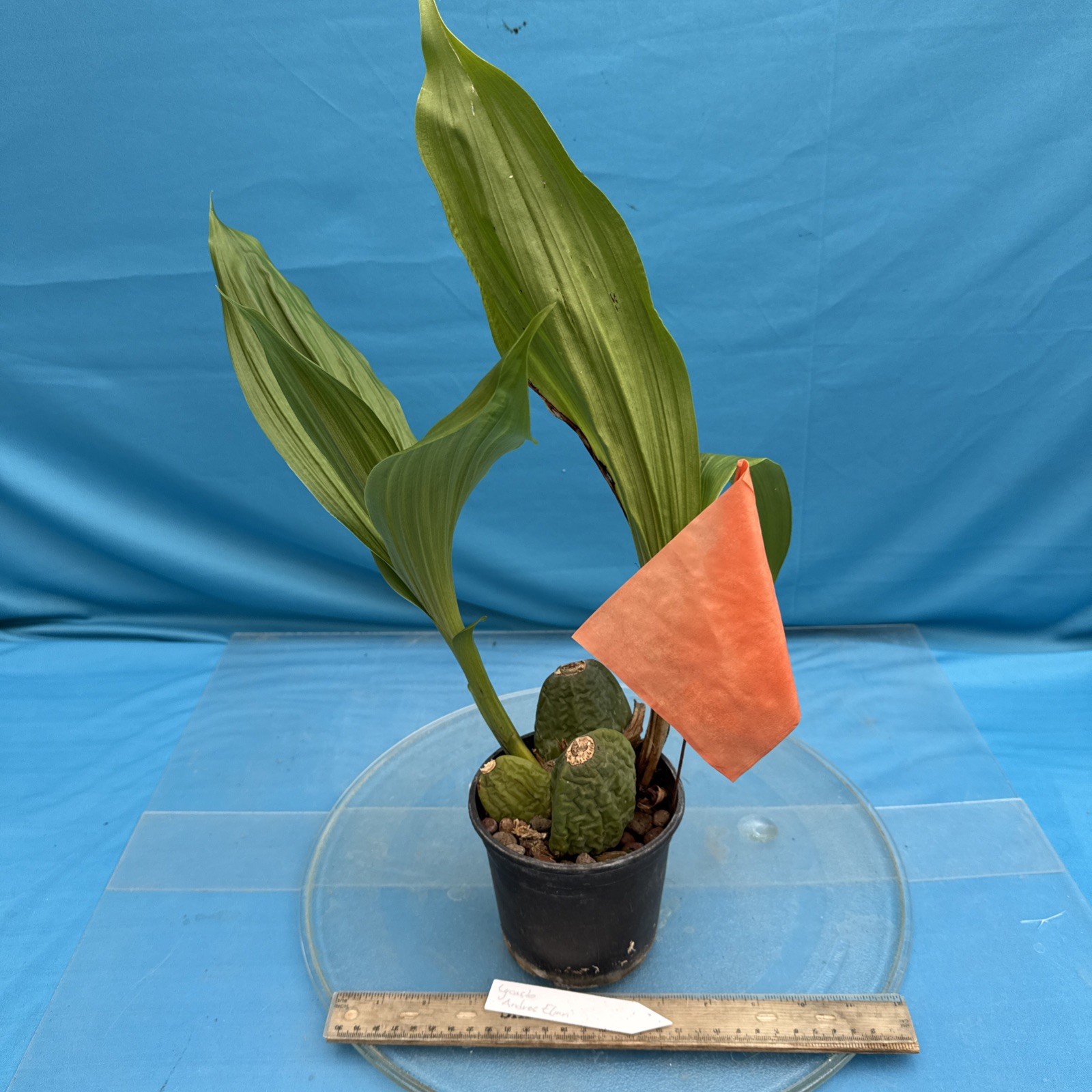 Lycaste Andres Eljuri EXACT Maroon Red White BS Orchid Hybrid 4.5” Fresh RePot