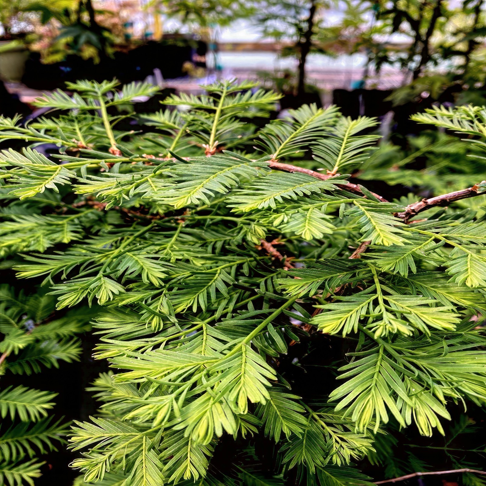 Dawn Redwood Tree Seeds (Metasequoia glyptostroboides) Fast Hardy Bonsai Plant