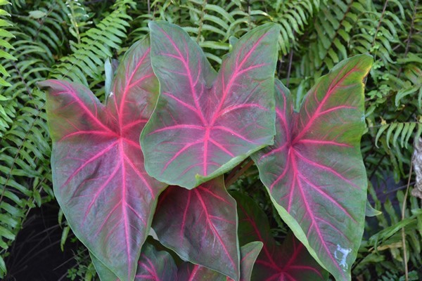 5 Fancy-Leaf CALADIUM Bulbs ~ BLAZE ~ Green, Two-Tone Red Veins~FREE SHIPPING