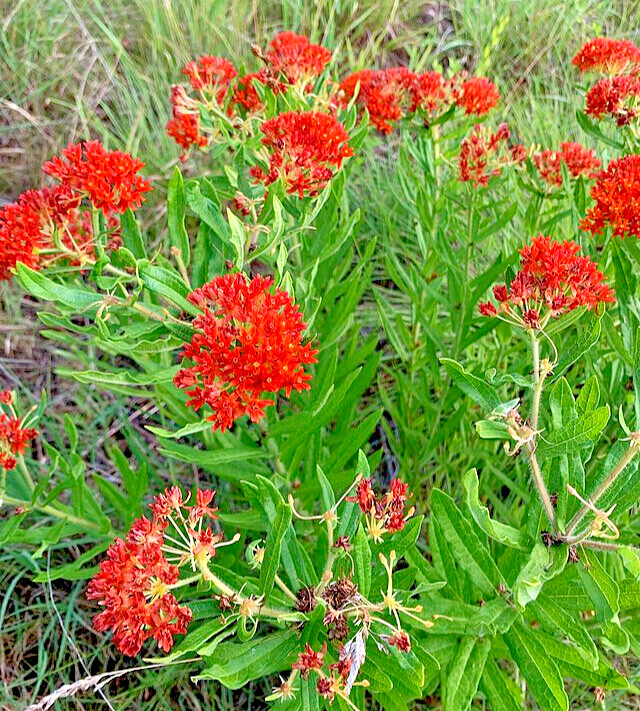 MILKWEED 100 SEEDS, ASCLEPIAS TUBEROSA, ORANGE BUTTERFLY WEED, grown in the USA