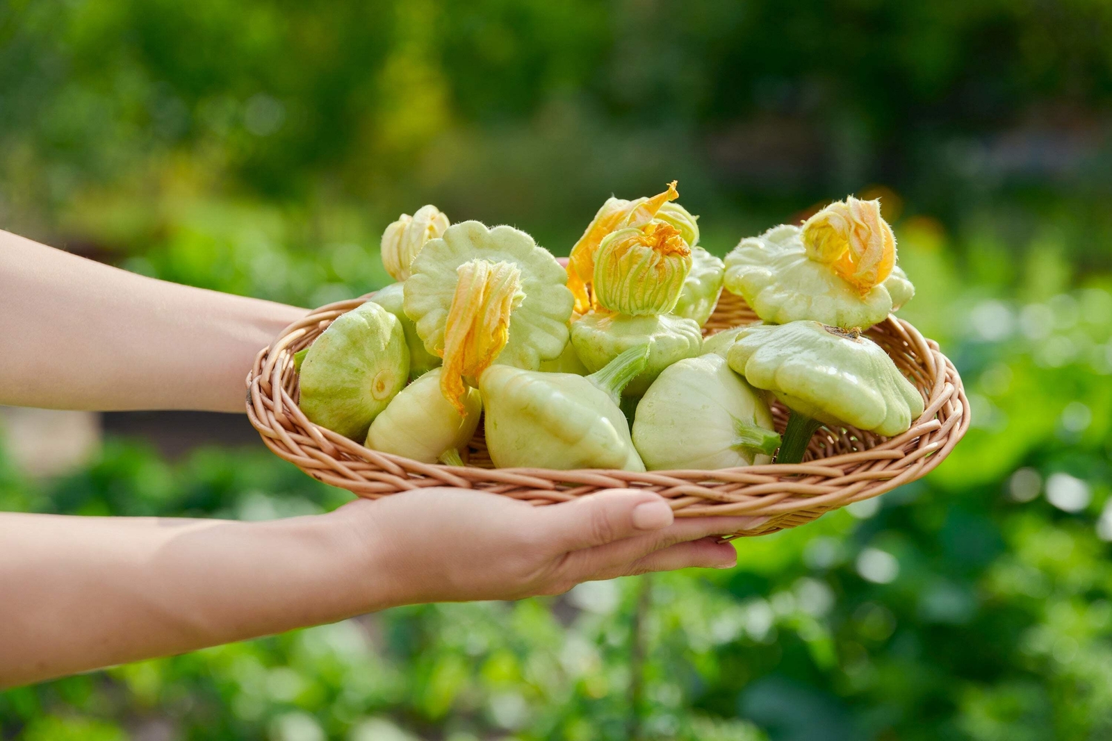 20 Green Tint BUSH SCALLOP SQUASH Patty Pan Cucurbita Pepo Vegetable Seeds