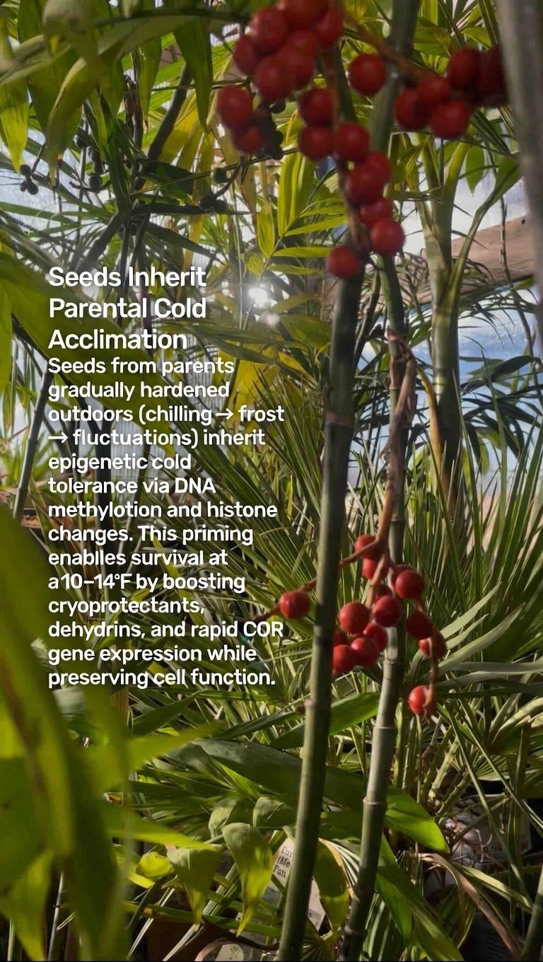 Cold Hardy Palm – Chamaedorea Microspadix Palm Seeds – Fast growing Palm – 10°F