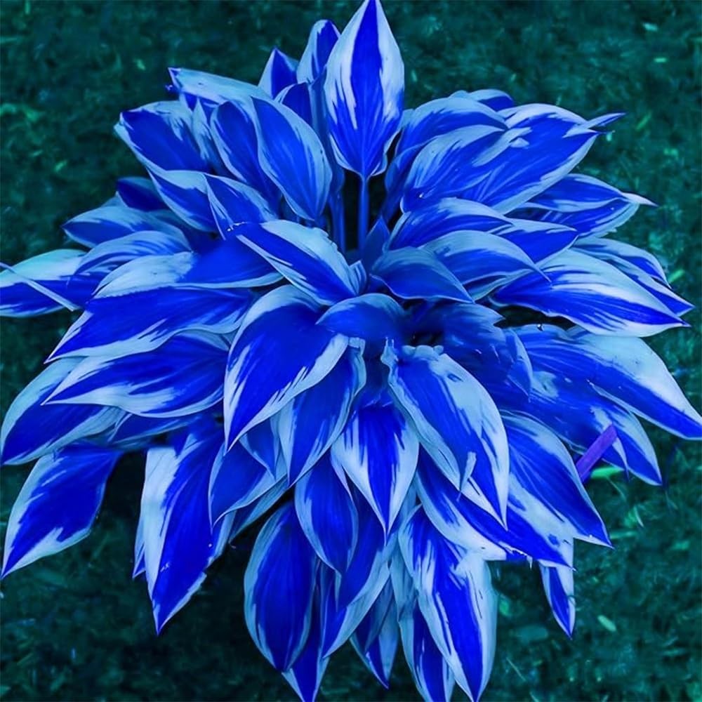 220+ Hosta Seeds Blue Perennial for Planting,Hosta Seeds Blue and Black,Rare Hos