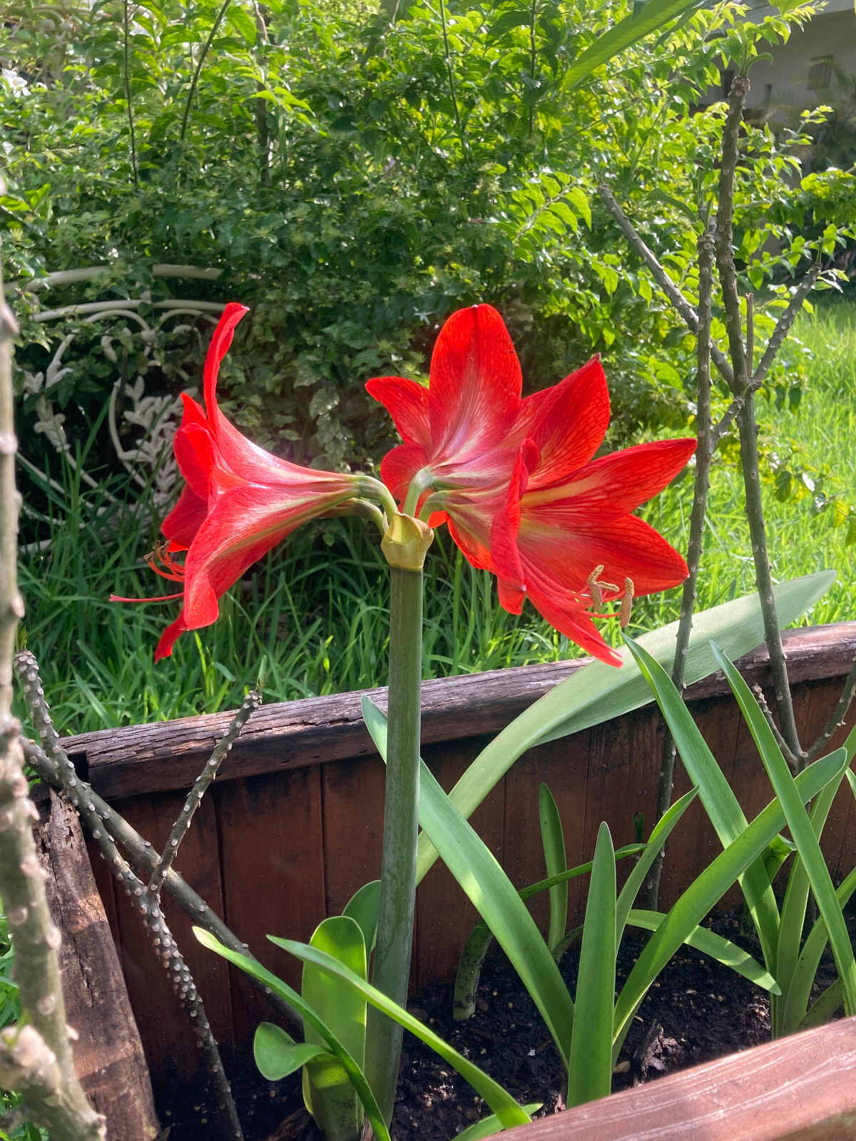 Two 1-2 inch Amaryllis bare root bulbs. Dug up immediately prior to shipping.