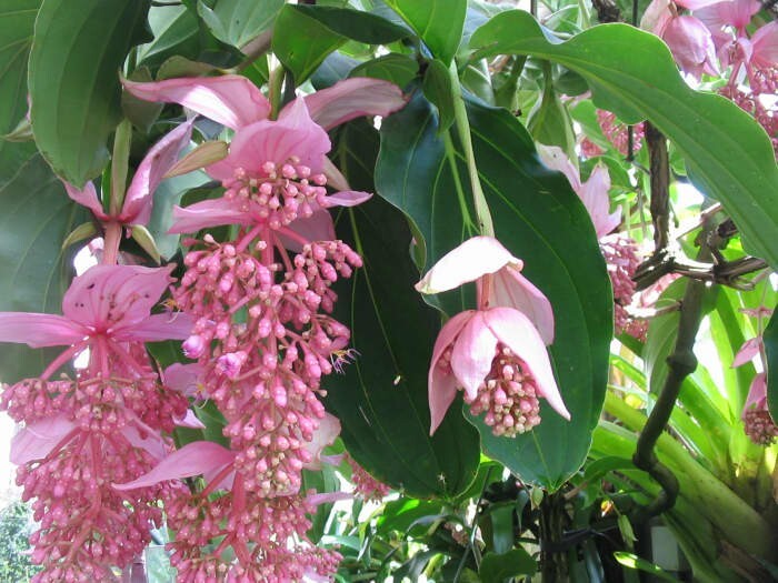 Royal CHANDALIER Magnifica Medinilla Plant~Live Well Rooted STARTER Plant~RARE